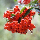 Buisson ardent 'ventoux red' (pyracantha 'ventoux red') - godet - taille 13/25cm