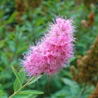 Spirée billardii rose (spiraea billardii rosea) - godet - taille 13/25cm