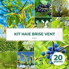 Kit haie brise-vent - 20 jeunes plants - 20 jeunes plants : taille 20/40cm