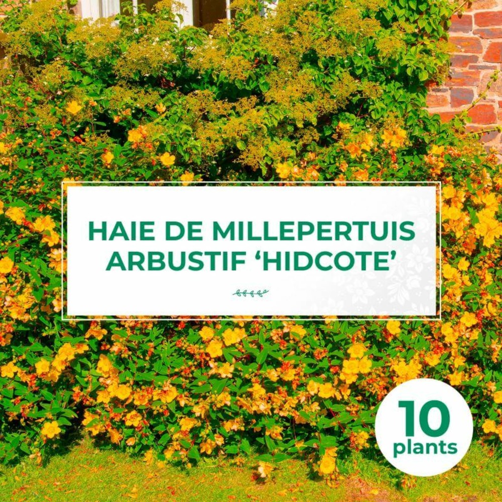 10 millepertuis arbustif 'hidcote' (hypericum 'hidcote') - haie basse de millepertuis arbustif - 10 jeunes plants : taille 20/40cm