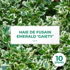 10 fusain emerald 'gaiety' (euonymus fortunei 'gaeity') - haie fusain gaiety - 10 jeunes plants : taille 13/25cm