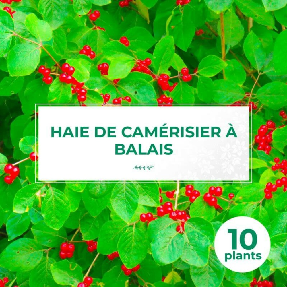 10 camerisier à balais (lonicera xylosteum) - haie de camerisier à balais - 10 jeunes plants : taille 30/50cm