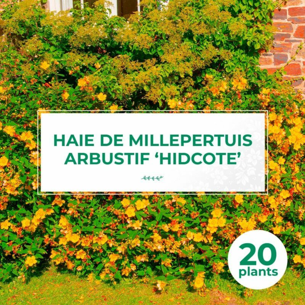 20 millepertuis arbustif 'hidcote' (hypericum 'hidcote') - haie basse de millepertuis arbustif - 20 jeunes plants : taille 20/40cm