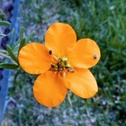 Potentille arbustive 'hopley's orange' (potentilla fruticosa 'hopley's orange') - godet - taille 13/25cm