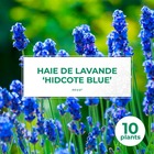 10 lavande 'hidcote blue' (lanvandula 'hidcote blue') - haie de lavande - 10 jeunes plants : taille 10/15cm