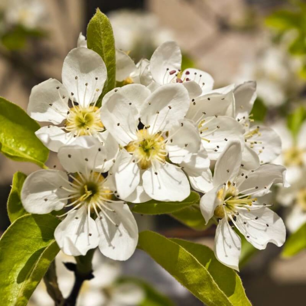 Néflier commun (Mespilus Germanica)