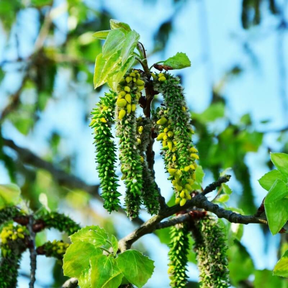Peuplier tremble (Populus Tremula)