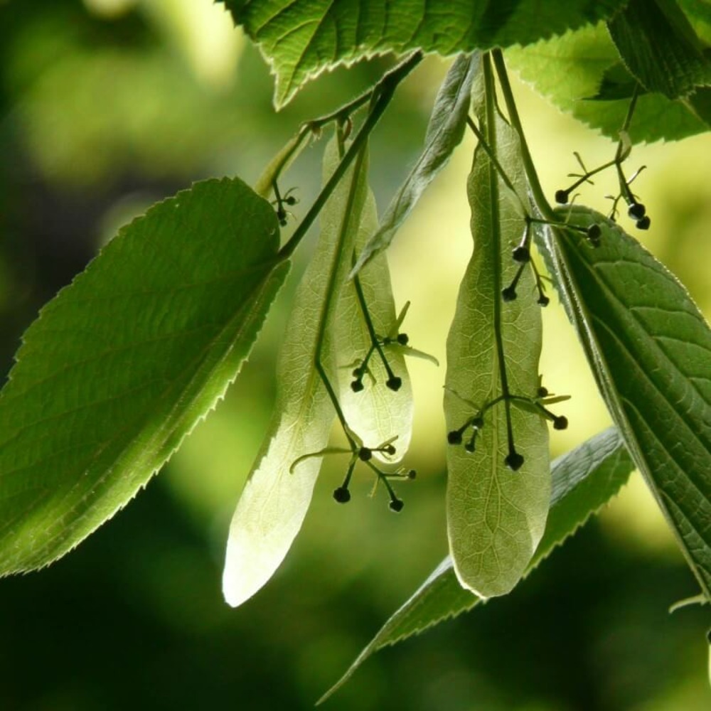 Tilleul des bois (Tilia Cordata)