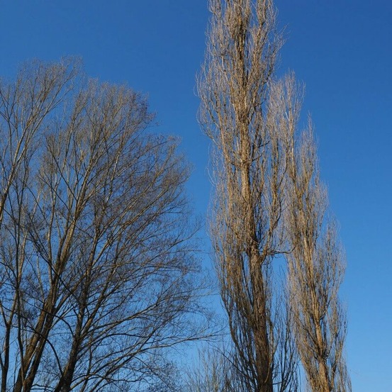 Peuplier noir d'Italie