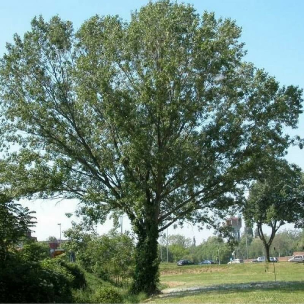 Peuplier noir (Populus Nigra)