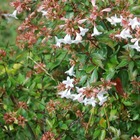 Abélia x grandiflora - kaleidoscope - godet - taille 13/25cm