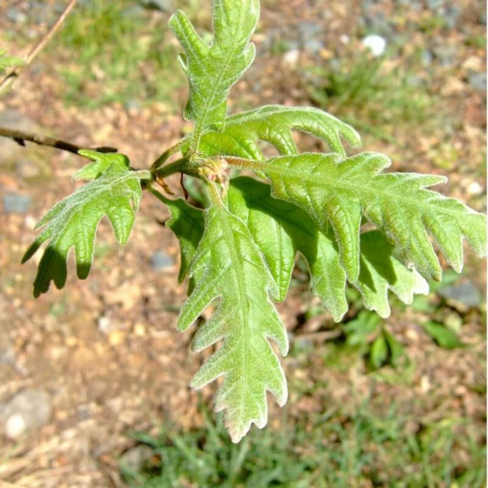 Chêne tauzin (quercus pyrenaica) - godet - taille 20/40cm