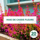 20 cassis fleurs (ribes sanguineum) - haie de cassis fleurs - 20 jeunes plants : taille 13/25cm