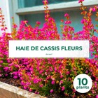 10 cassis fleurs (ribes sanguineum) - haie de cassis fleurs - 10 jeunes plants : taille 13/25cm