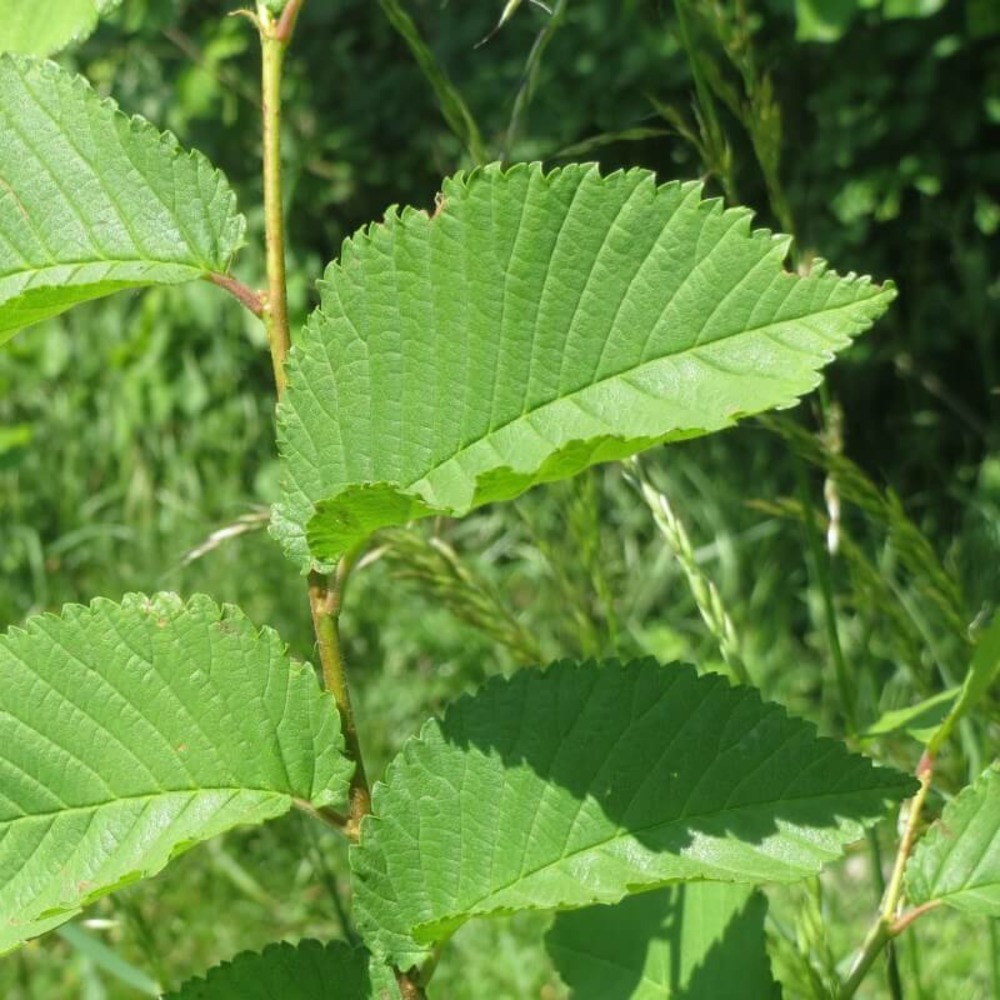 ORME CHAMPETRE GF H20A40-(766528)