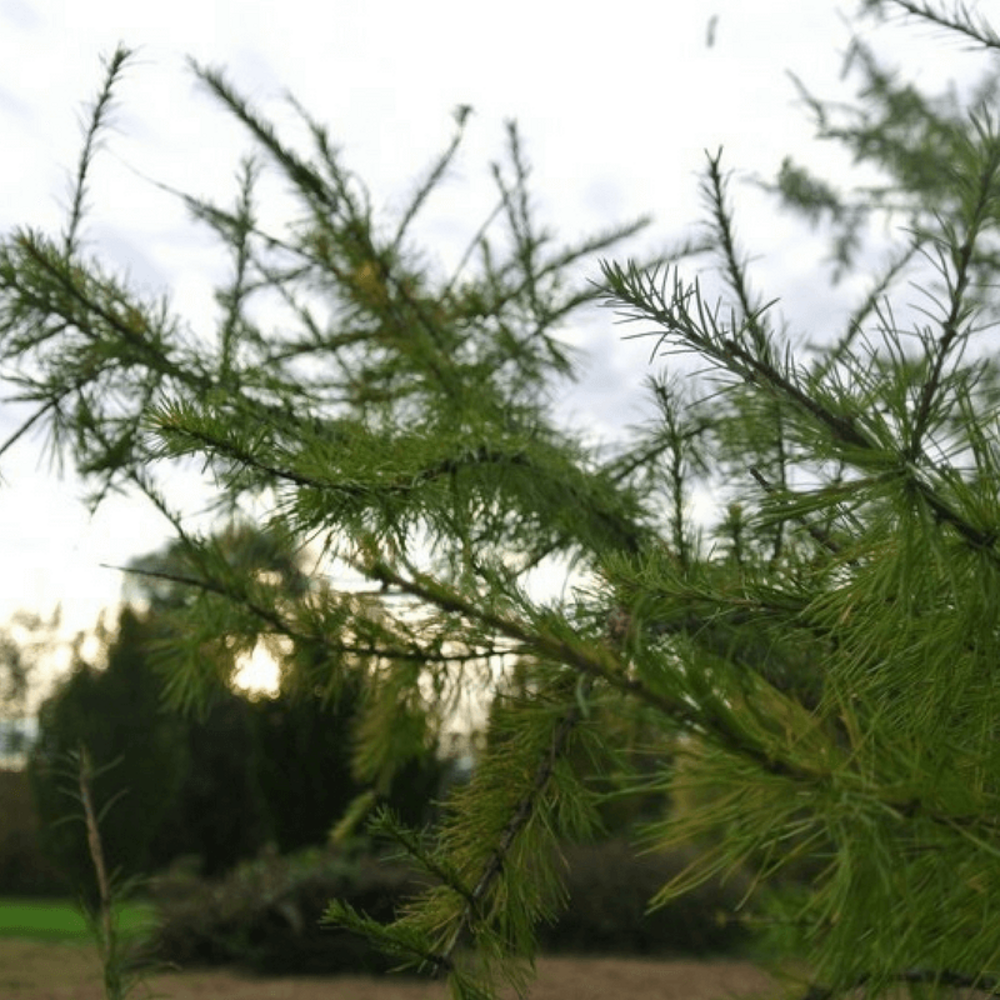 MÃ©lÃšze hybride