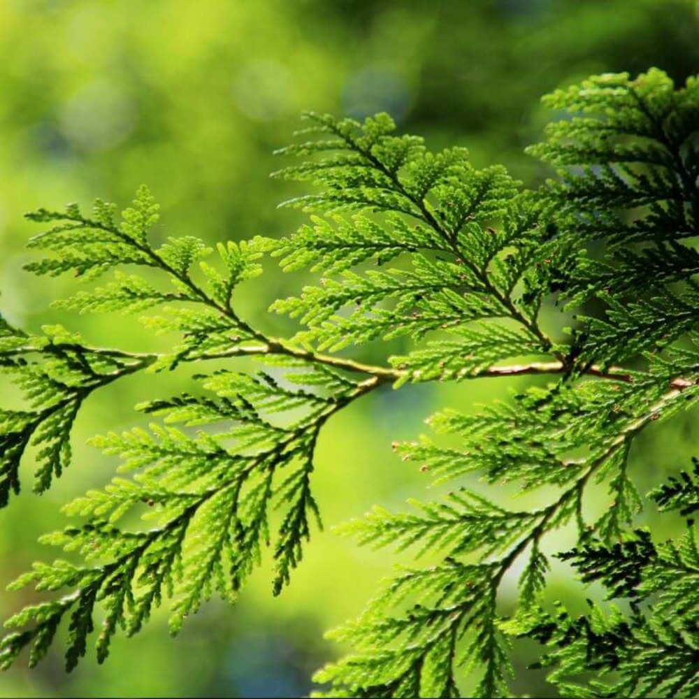 Thuya géant (thuya plicata) - godet - taille 20/40cm