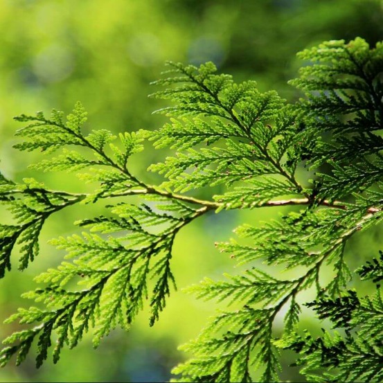 Thuya Géant (Thuya Plicata)…