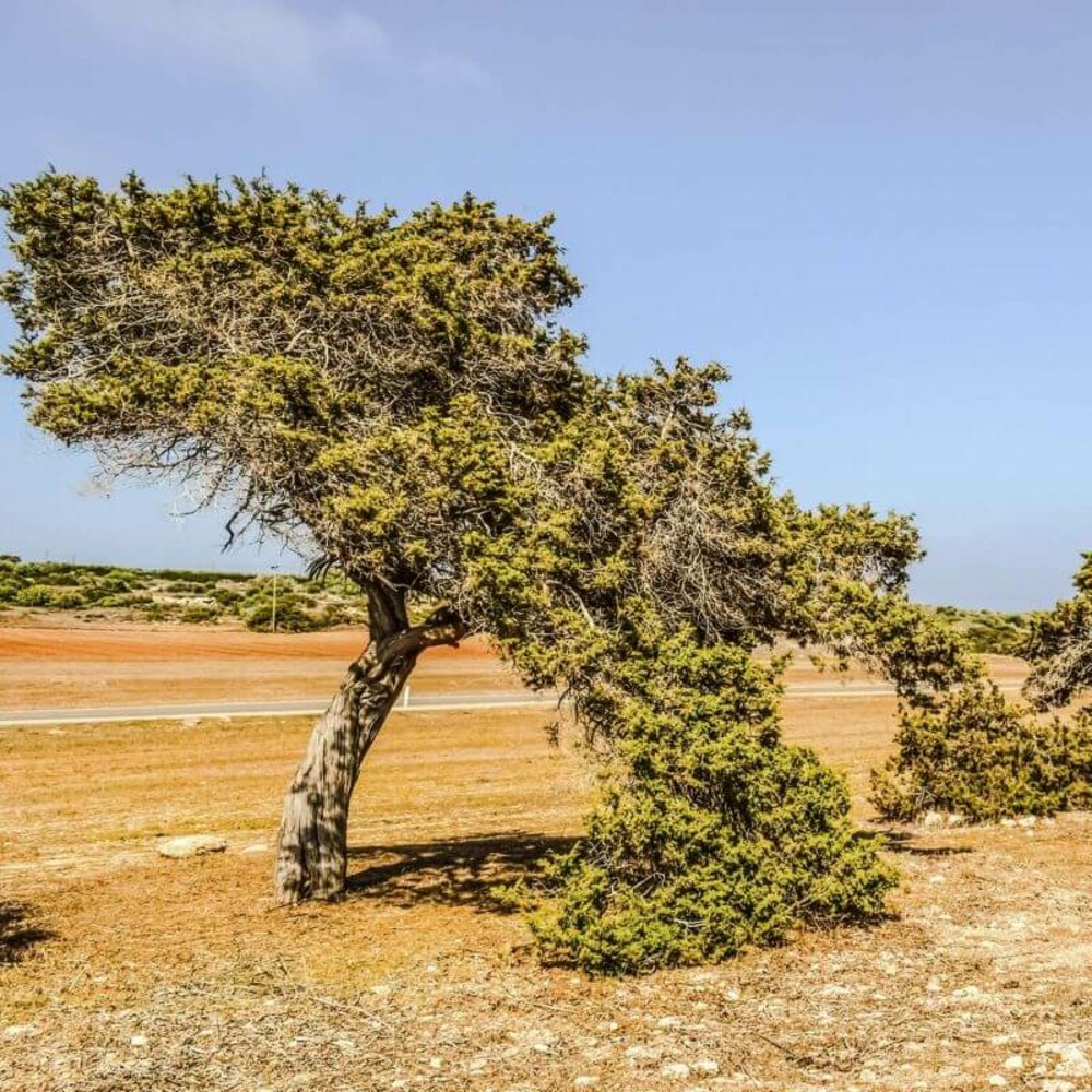 Genévrier de Phénicie (Juniperus 'Phoenica…