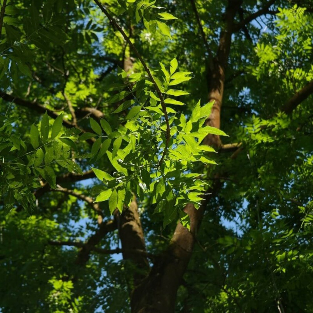 Frêne commun (fraxinus excelsior) - godet - taille 20/40cm