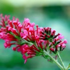 Arbre à papillons 'pink delight' (buddleia davidii pink delight) - godet - taille 20/40cm