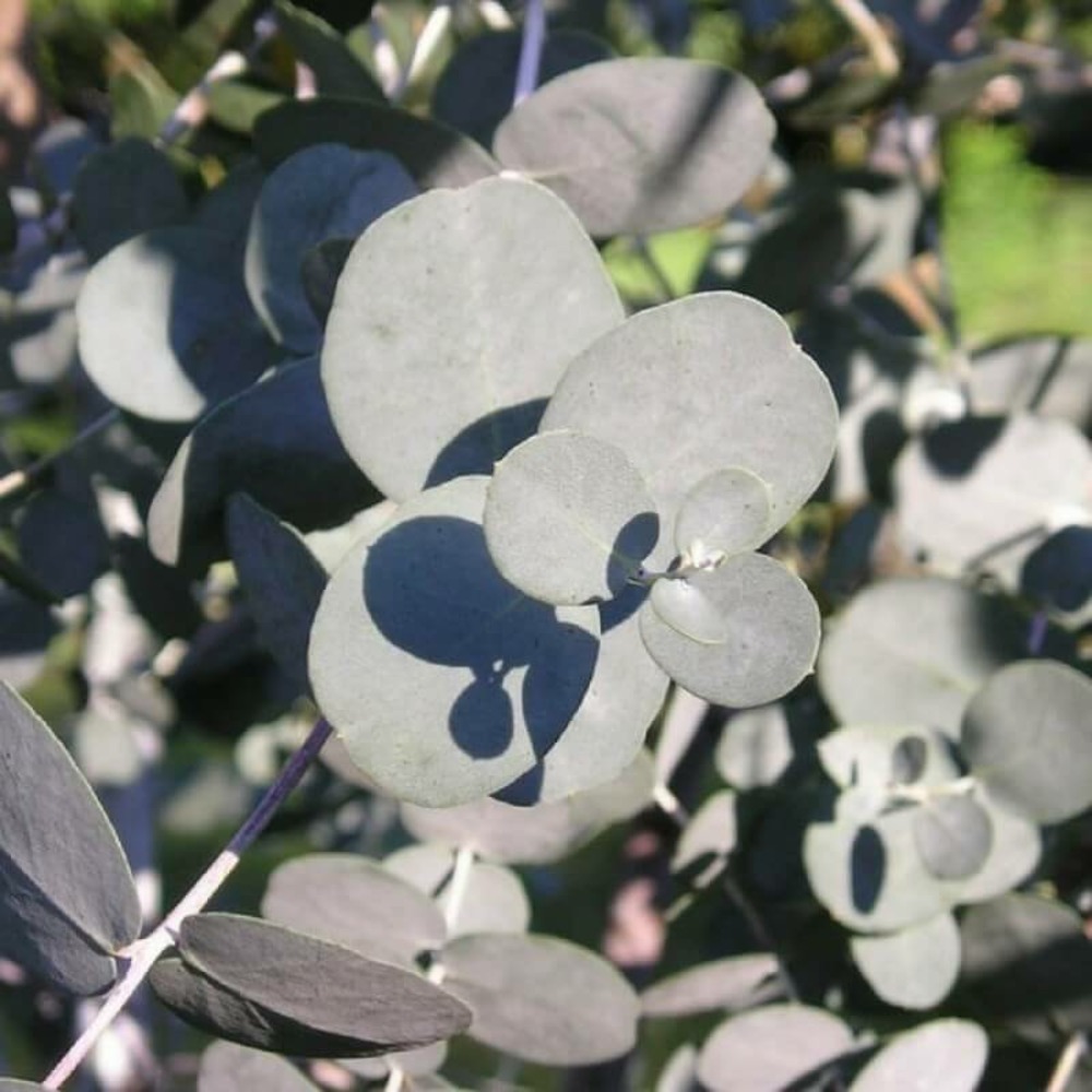 Eucalyptus (eucalyptus gunnii) - godet - taille 13/25cm