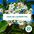 20 laurier tin (viburnum tinus) - haie de laurier tin - 20 jeunes plants : taille 13/25cm