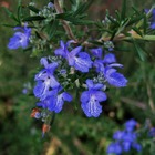 Romarin commun de corse (rosmarinus officinalis 'corsican blue') - godet - taille 13/25cm