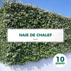 10 chalef (eleagnus ebbingei) - haie de chalef - 10 jeunes plants : taille 20/40cm
