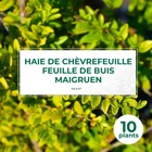 10 chèvrefeuille à feuilles de buis 'maigruen' (lonicera nitida 'maigrun') - haie - 10 jeunes plants : taille 13/25cm