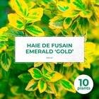 10 fusain emerald 'gold' (euonymus fortunei 'gold') - haie fusain gold - 10 jeunes plants : taille 13/25cm