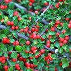 Cotoneaster rampant (cotoneaster horizontalis) - godet - taille 13/25cm