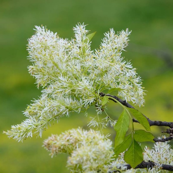 Frêne à fleurs (Fraxinus Ornus)