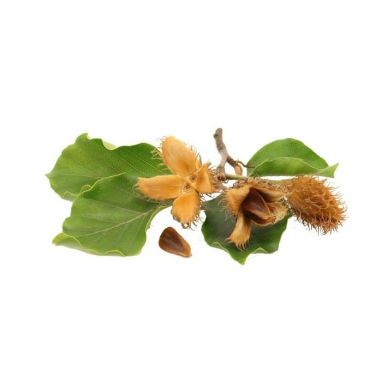 Hêtre commun (Fagus Sylvatica)