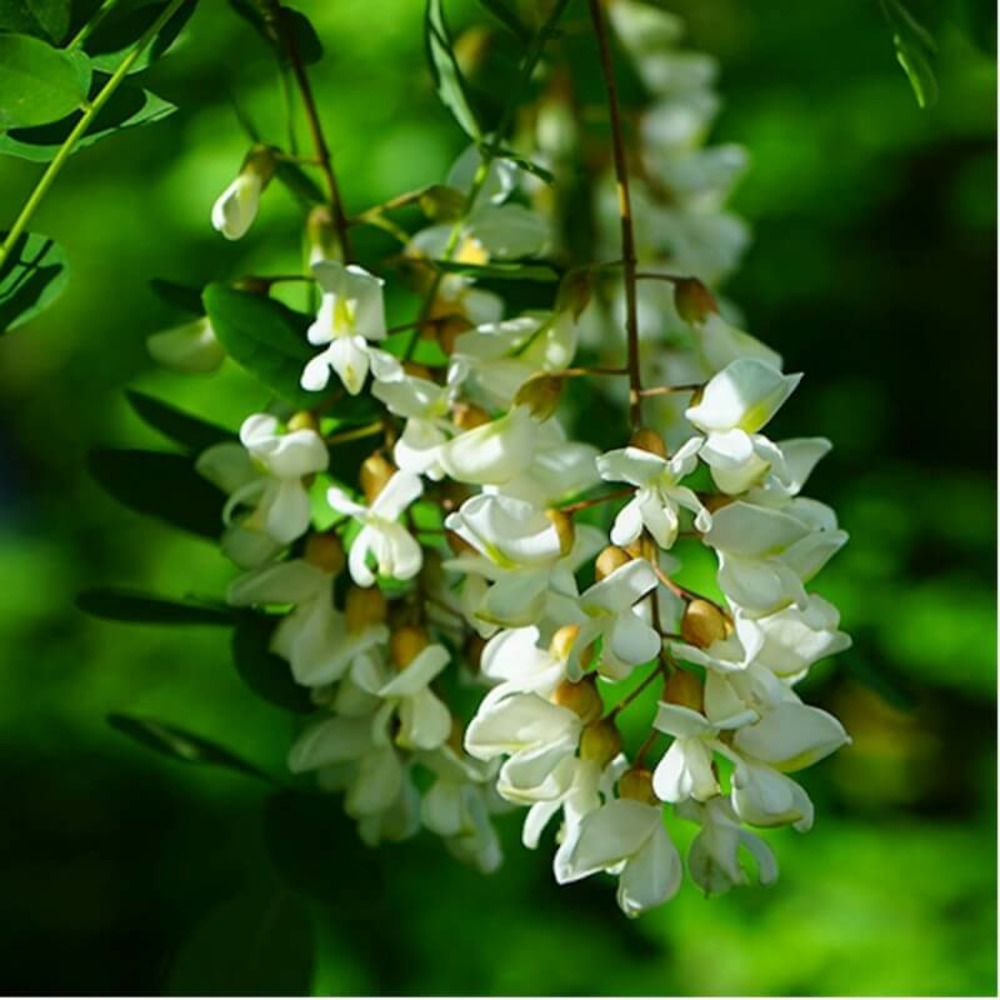 Robinier faux acacia (Robinia Pseudoacacia)