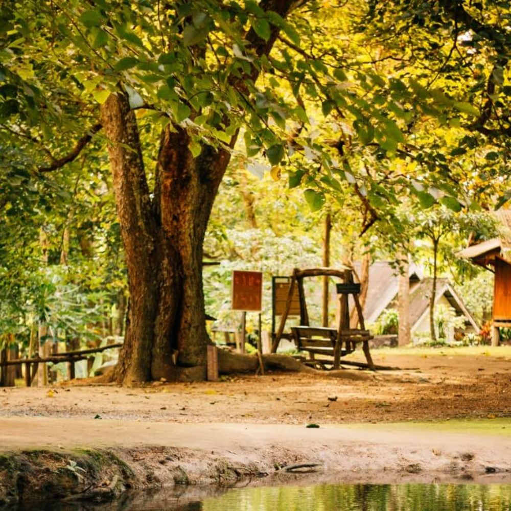 ChÃªne rouvre (Quercus petraea)