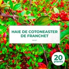 20 cotoneaster de franchet (cotoneaster franchetii) - haie de cotoneaster de franchet - 20 jeunes plants : taille 20/40cm