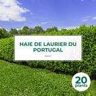 20 laurier du portugal (prunus lusitanica) - haie de laurier cerise du portugal - 20 jeunes plants : taille 20/40cm