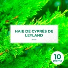 10 cyprès de leyland (cupressocyparis leylandii) - haie de cyprès de leyland - 10 jeunes plants : taille 20/40cm