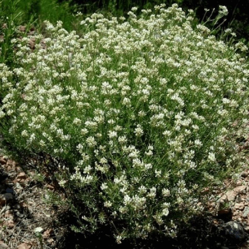 Bonjeanie hérissée ou pied de coq (dorycnium hirsutum  'fréjorgues') - godet - taille 20/40cm