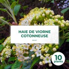 10 viorne cotonneuse (viburnum lantana) - haie de viorne cotonneuse - 10 jeunes plants : taille 20/40cm
