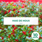 10 houx (ilex aquifolium) - haie de houx - 10 jeunes plants : taille 13/25cm