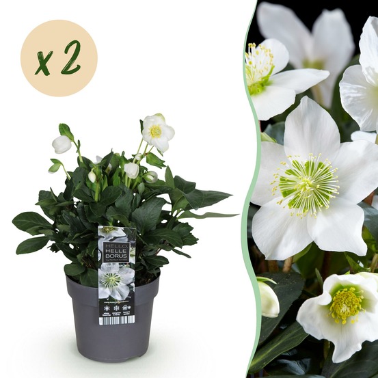 Helleborus christmas carol – lot de 2 – pot 14 cm