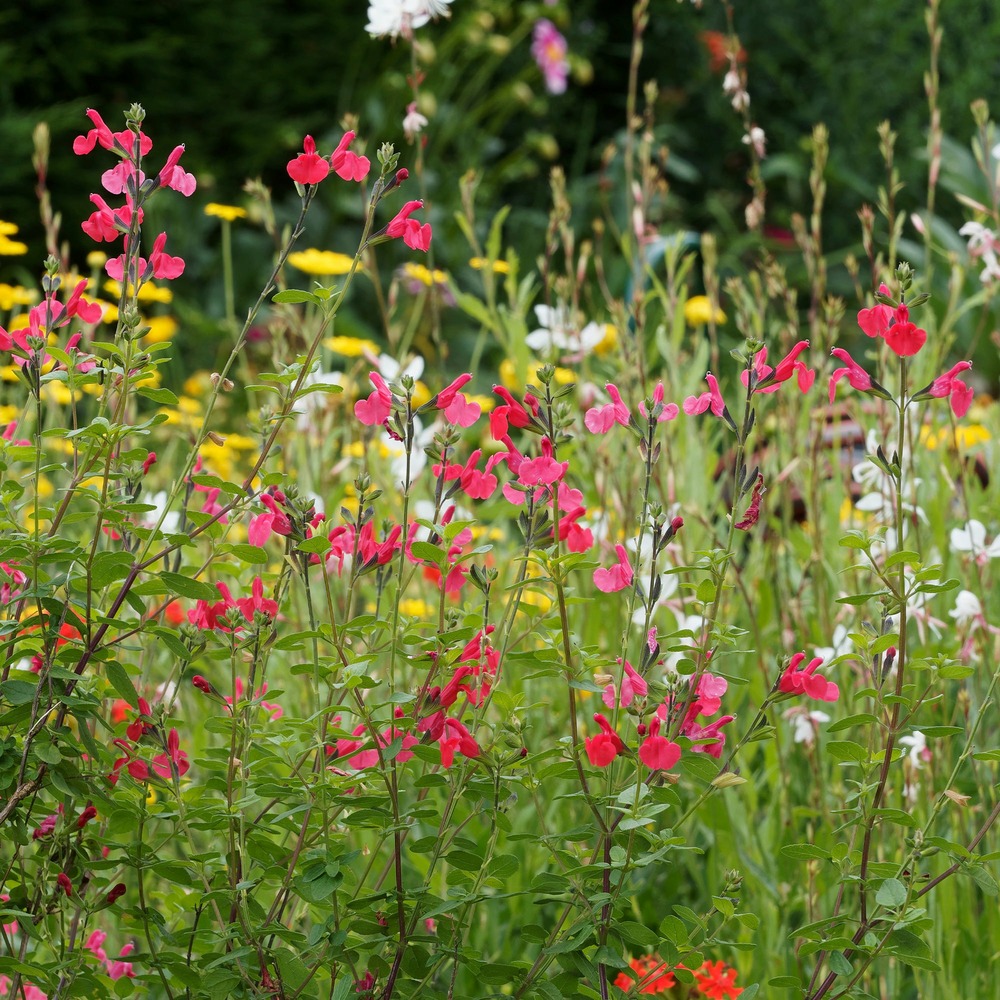 Sauge arbustive pink beauty - le pot / ø 9cm