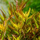 Rotala rotundifolia laos