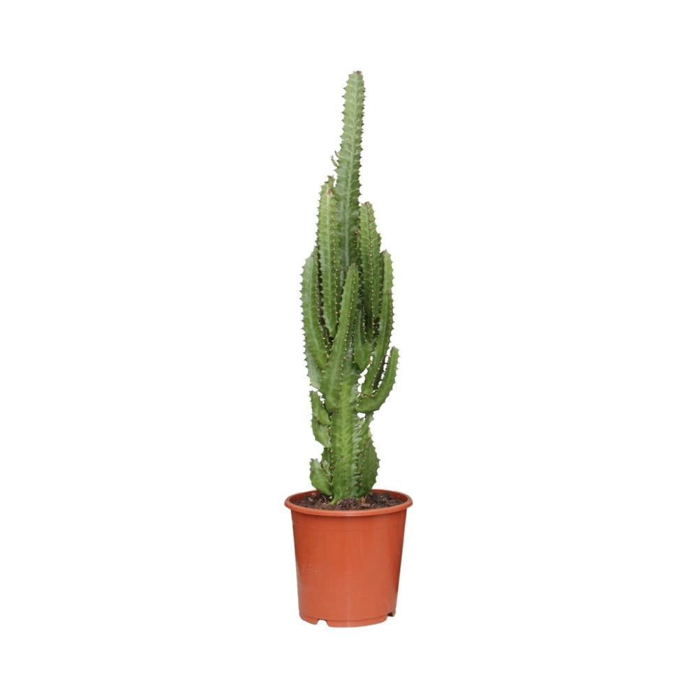 ZynesFlora Cactus et Succulentes Naturelles en pot de fleurs Ø 5.5 cm - Lot  de 6 - Hauteur: 5-10 cm - Mélange de Succulentes Petite Variétés Diverses
