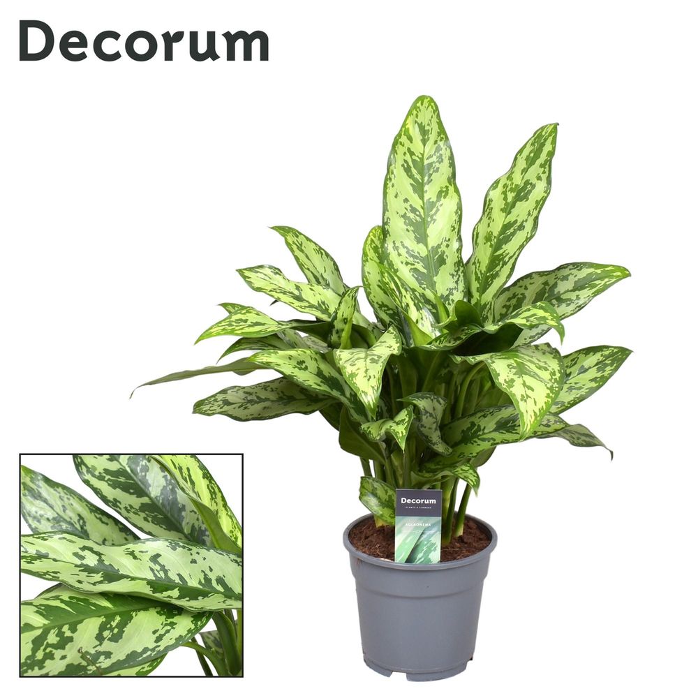 Aglaonema romeo - ø17cm - ↕60cm - plantes d'intérieur