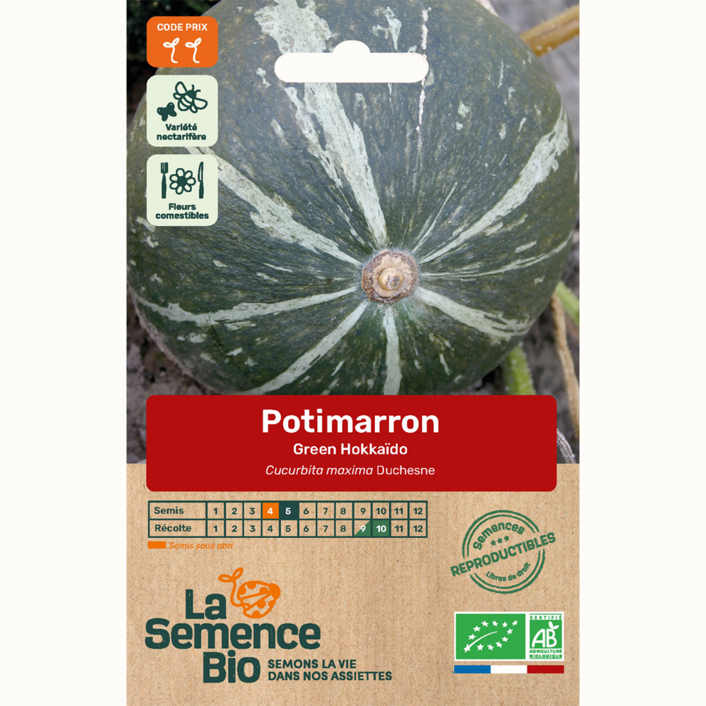 Potimarron green hokkaïdo - graines bio