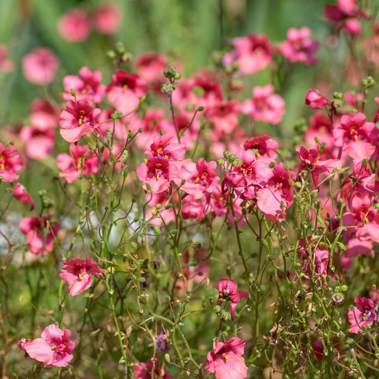 Diascie rose vif - le pot / ø 9cm