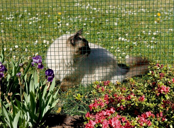 Grillage métal plastifié